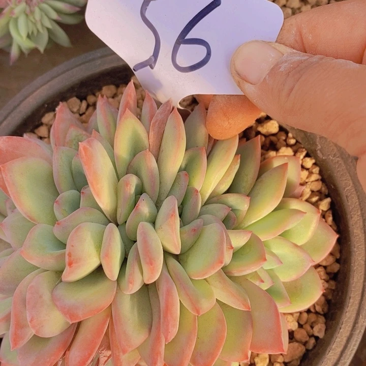 在家里面吃饭的吗