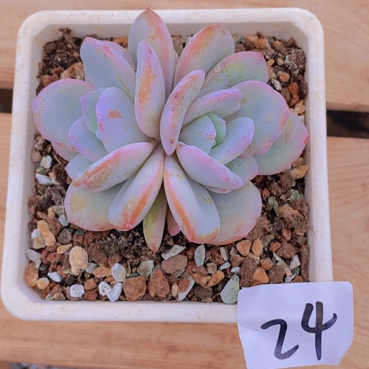 在我这里的我永远