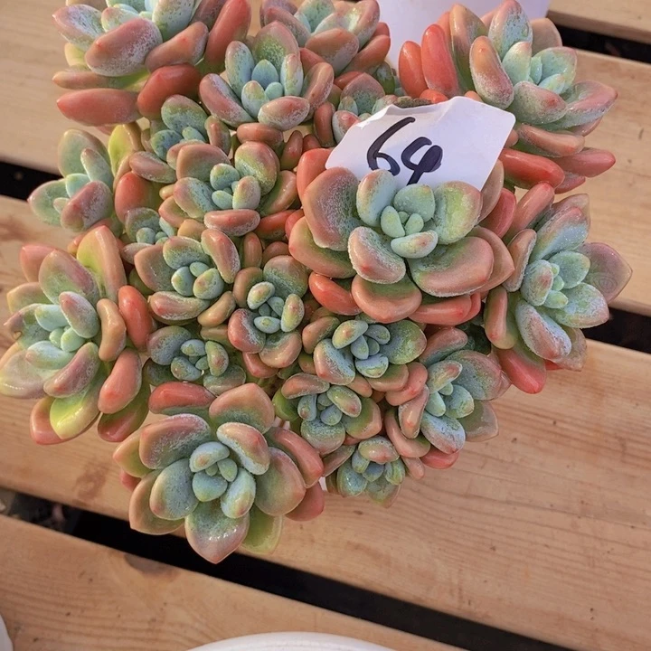 在家里面吃饭的吗