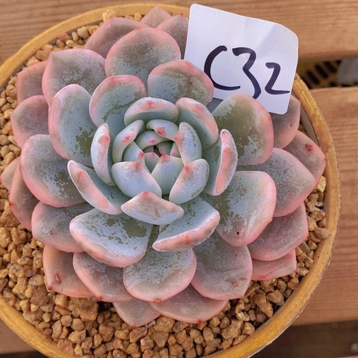 在线作业系统与程序