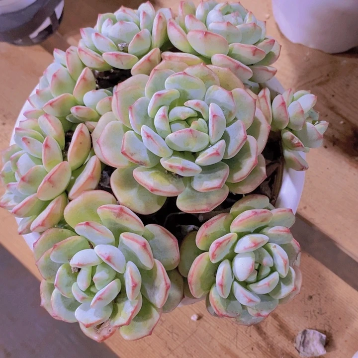 在家里面吃饭的吗怎么