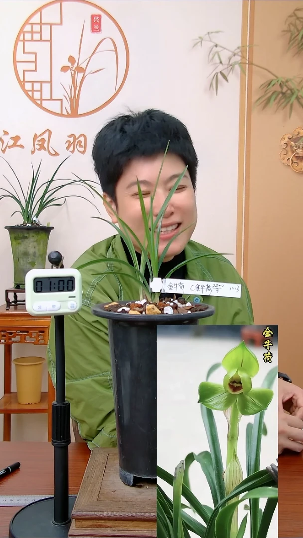 【闪购商品】金牛荷,燕