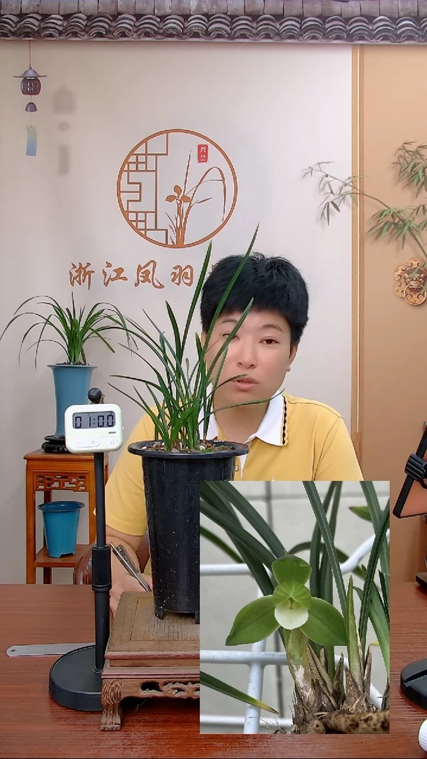 【闪购商品】杨氏素荷，嘻唰唰