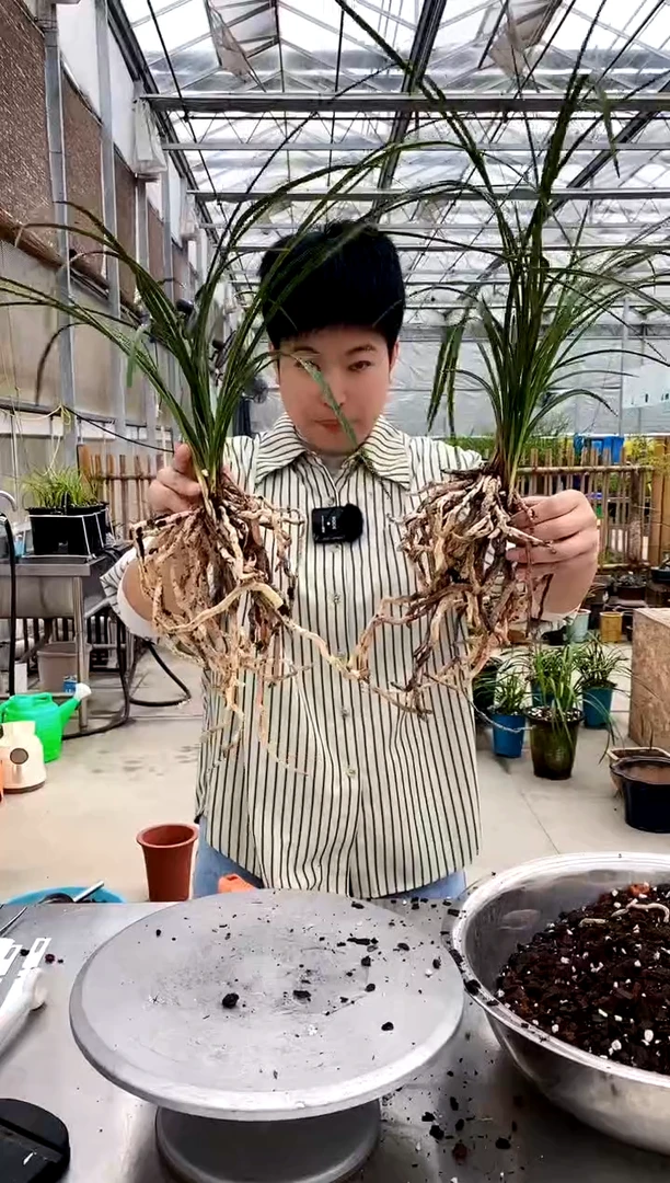 【闪购商品】解佩，2507