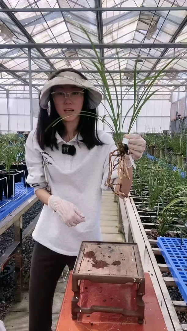 【闪购商品】余蝴蝶六****发 六月里棒冰批发