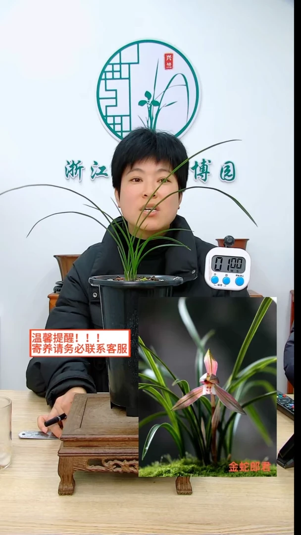 【闪购商品】金蛇郎君，，种兰花的小梁