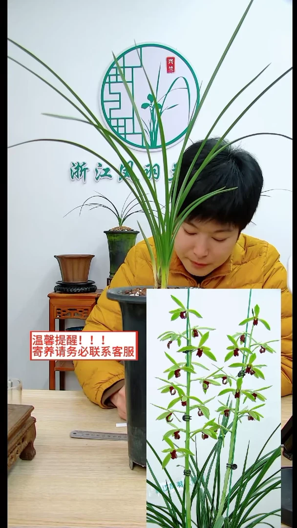 【闪购商品】至尊红颜,,灌汤烧饼