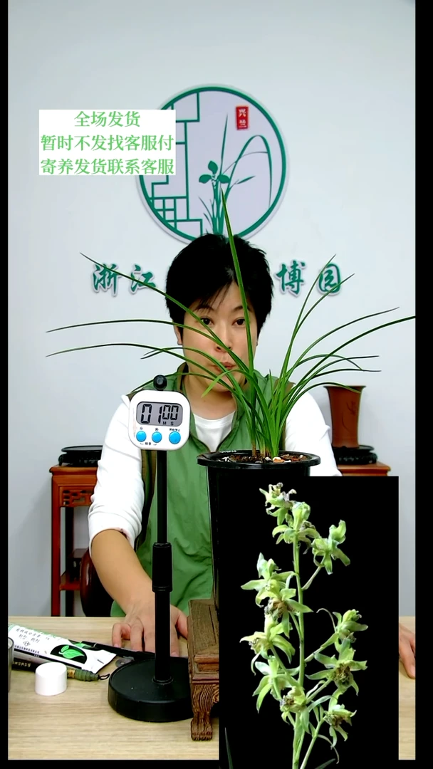 【闪购商品】卢氏雄狮,绾*,绾绾
