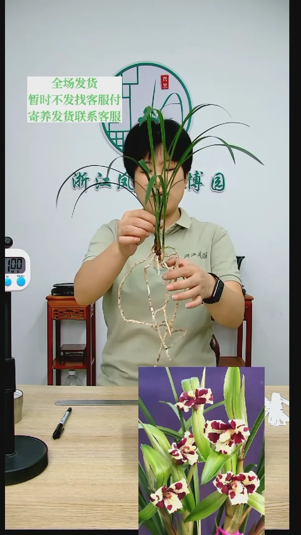 【闪购商品】东海蛟龙，梅*红，梅落红
