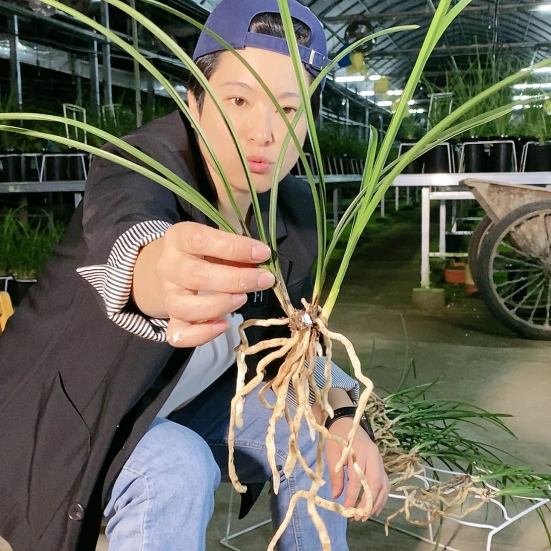 【闪购商品】红韵红三星,木**花,木易兰花