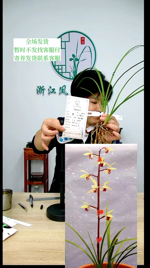 【闪购商品】南山红,?****?,Zhou