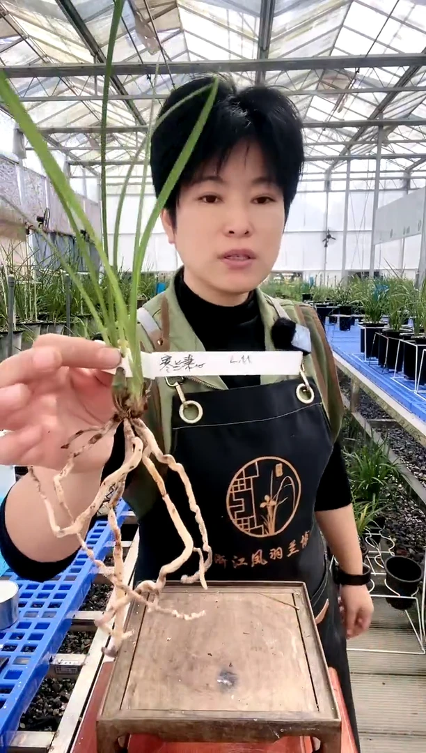 【闪购商品】寒兰素心，L*M， LM