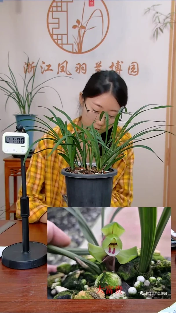 【闪购商品】大富贵日落别再逃跑