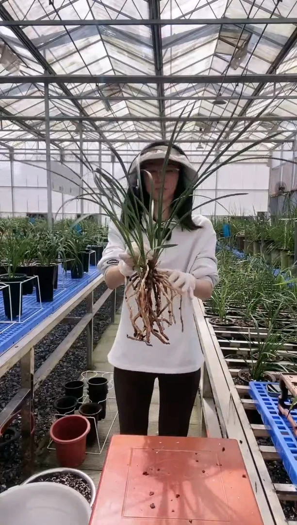 【闪购商品】老极拼*拼搏
