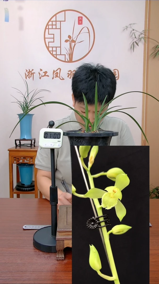 【闪购商品】月荷素，buyi