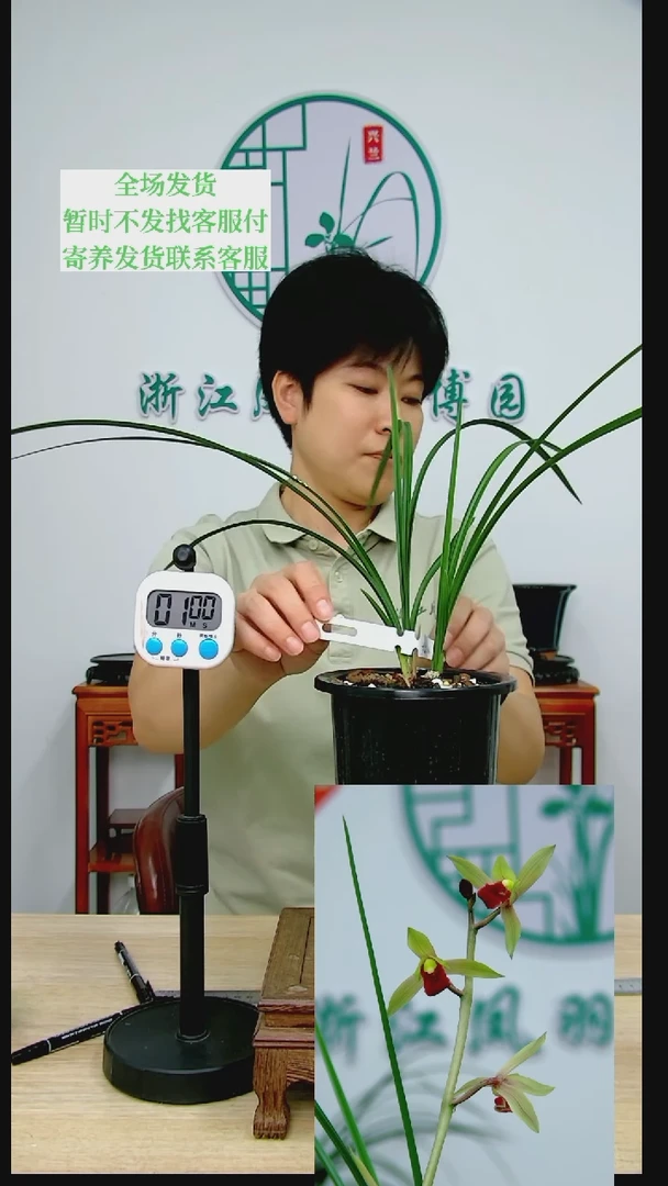 【闪购商品】大别山红，爱**者，爱兰之者