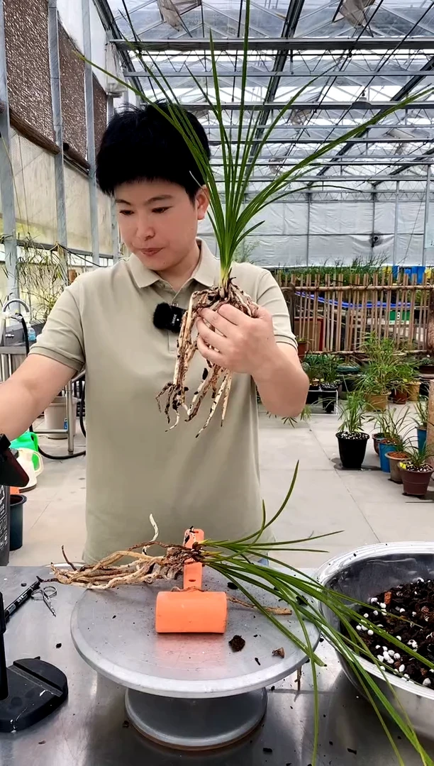 【闪购商品】荡字,婉玥