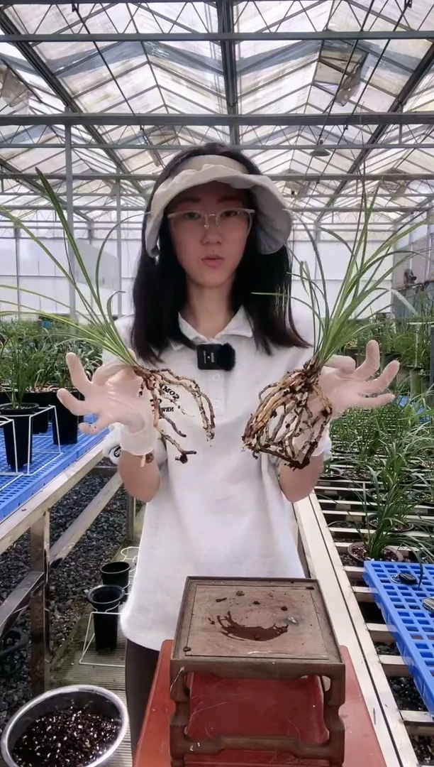 【闪购商品】余蝴蝶，用****45301846770974