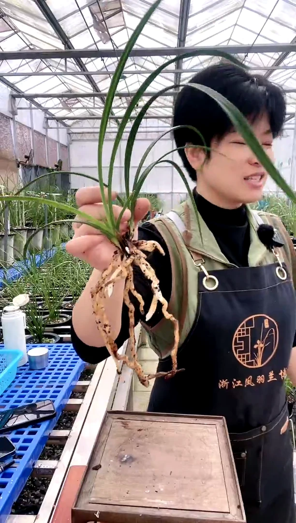 【闪购商品】秦深素，阿*，阿飞