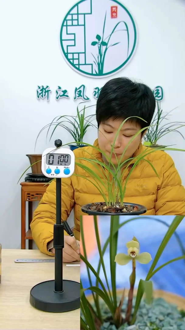 【闪购商品】惜春，，奔波儿灞