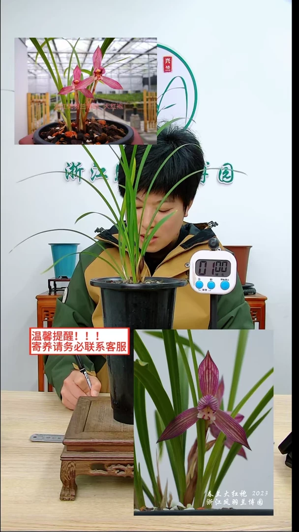【闪购商品】大红袍，，东北老表