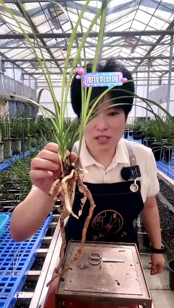 【闪购商品】倩云奔****）奔跑的蜗牛（徐）