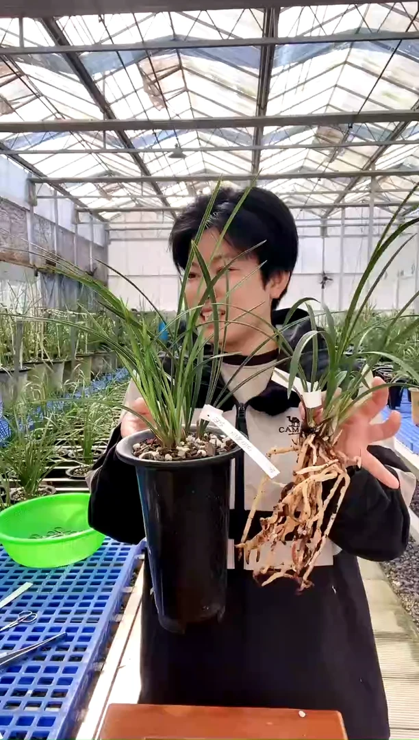 【闪购商品】老文团，汪字同**在同爱同在