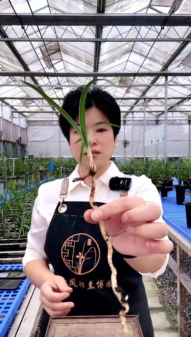 【闪购商品】晶莹之花，Ⓒ*来，后来