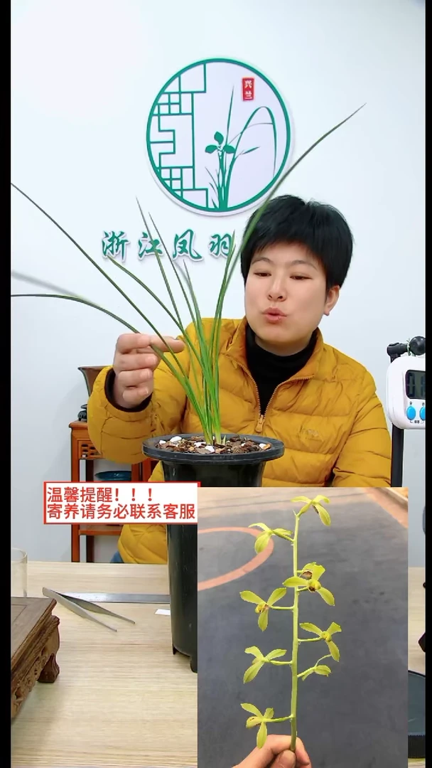 【闪购商品】荡字，，兰花君子