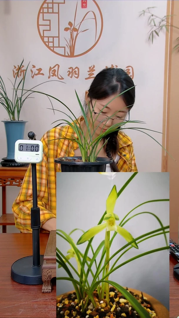 【闪购商品】绿谷明月晴天