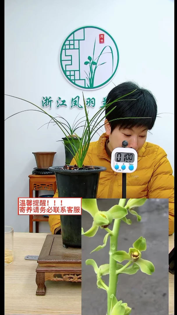 【闪购商品】老蜂巧引种,,半称心