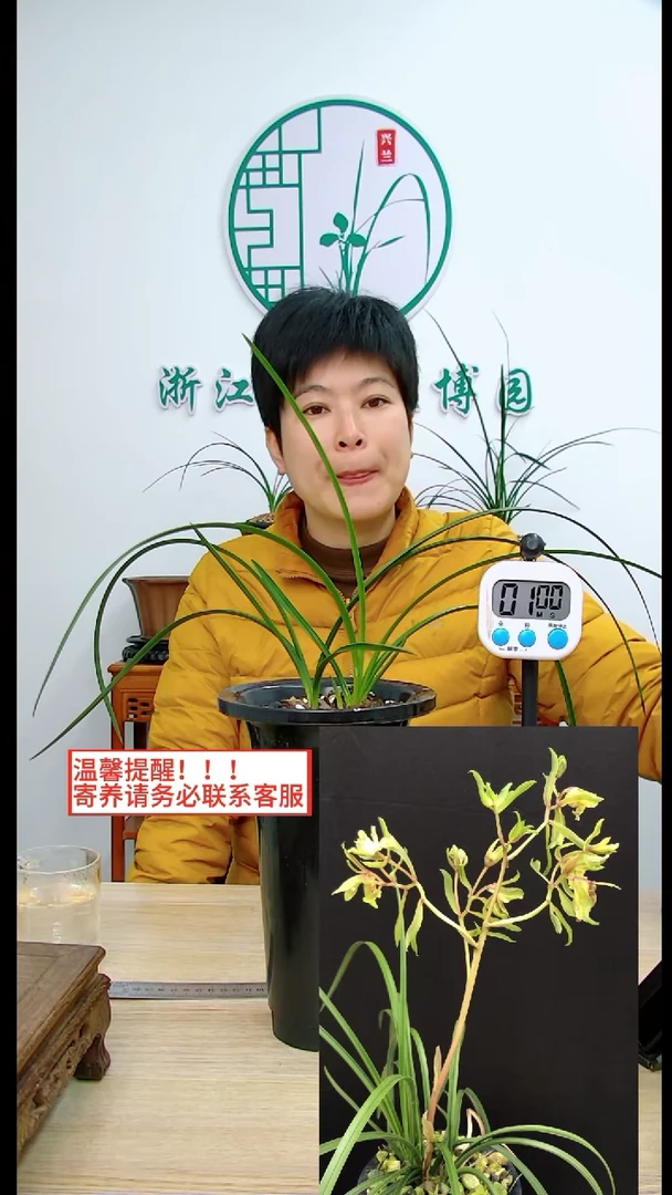 【闪购商品】蕙锦上添花，，黄开元