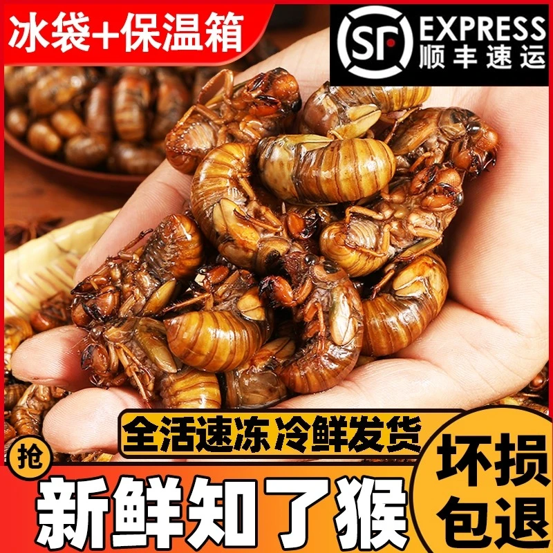 顺丰包邮2024新鲜知了猴活体速冻金蝉爬拉猴