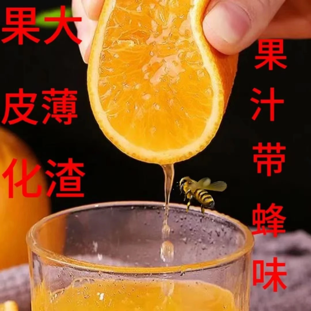 雷波脐橙新鲜应季水果产地直发精品礼盒装dj现摘现发脐橙果园直供