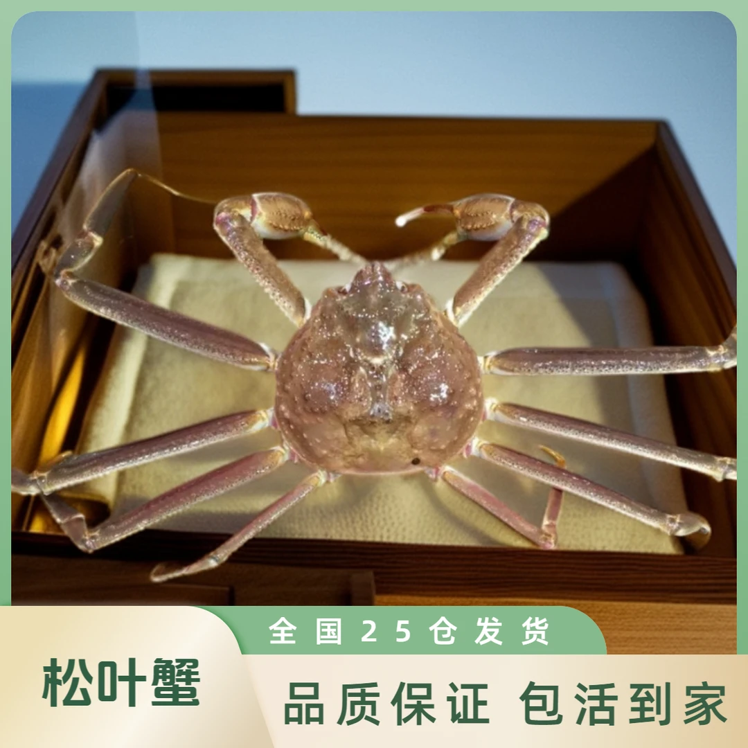 鲜活松叶蟹长脚蟹板蟹帝王蟹海鲜自助餐蟹腿肉面包蟹青岛特大螃蟹