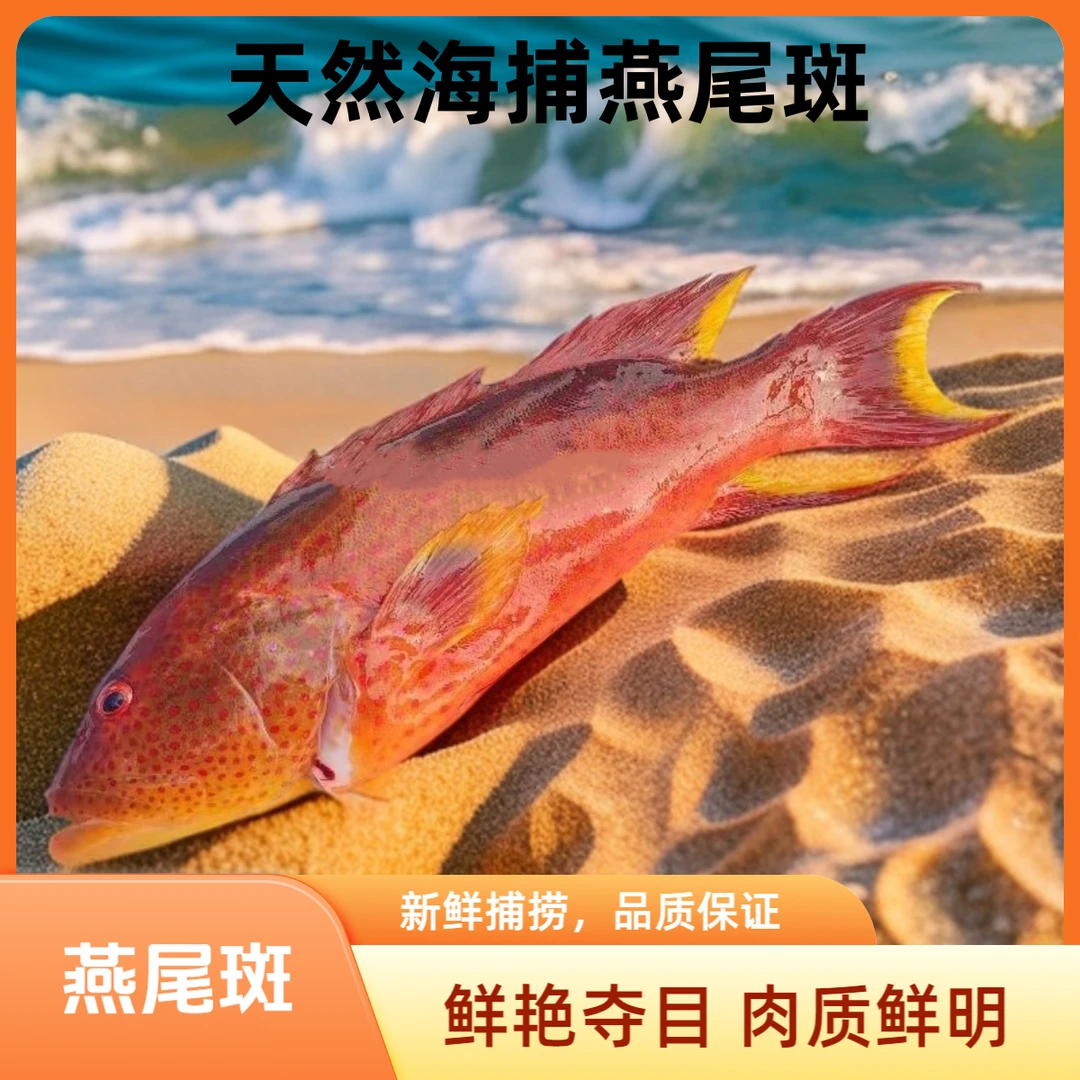 冷冻燕尾东星斑海鲜水产鲜活速冻海捕海鱼刺身石斑鱼鲅鱼深海大鱼