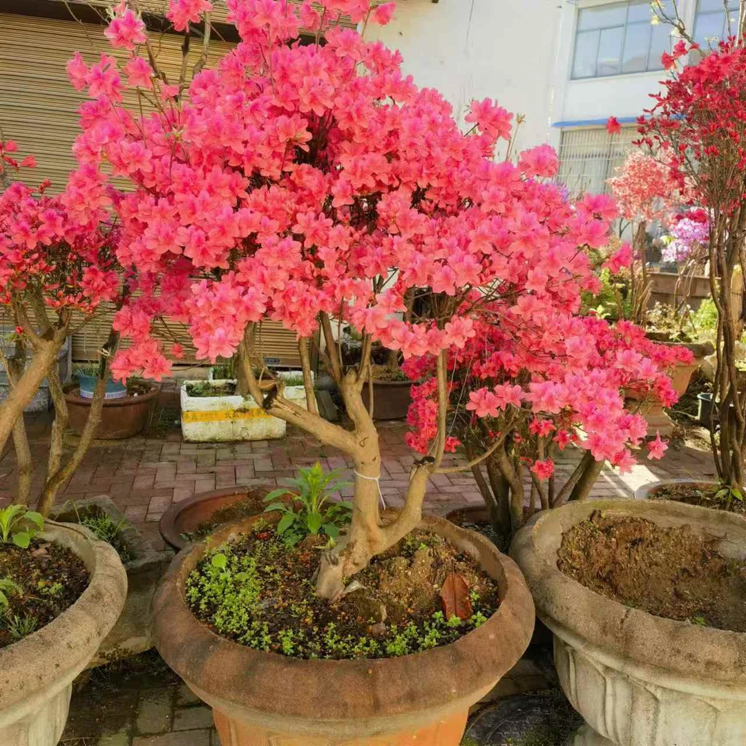 大别山映山红     耐寒