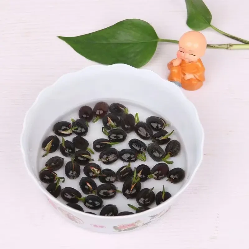【水培莲花】无土水培莲花种子盆栽水养生水莲花四季开花