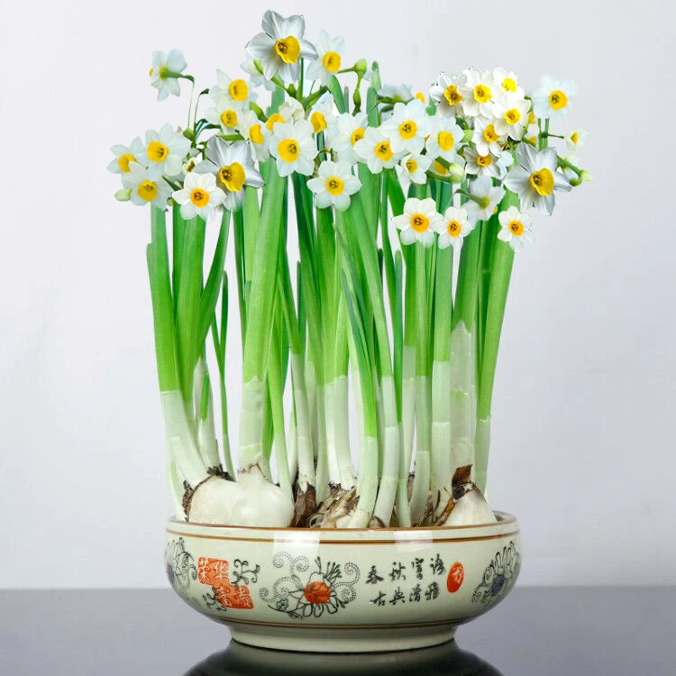 浇水水仙花种球春节开花适合冬季水培盆栽球根花卉水仙花栽培四季