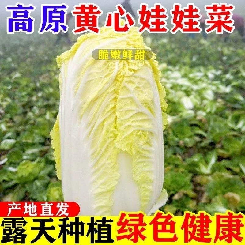 新鲜娃娃菜小包装黄心娃娃菜新鲜便宜正宗娃娃菜涮火锅食材，5斤
