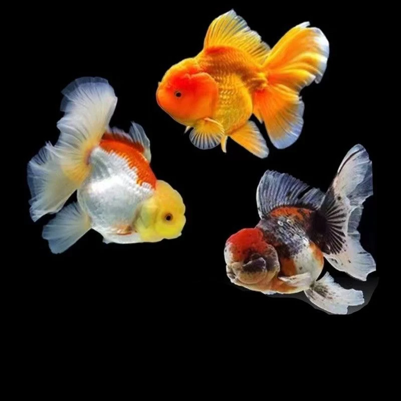 泰狮 兰寿 鎏金 等各种金鱼 两条包邮