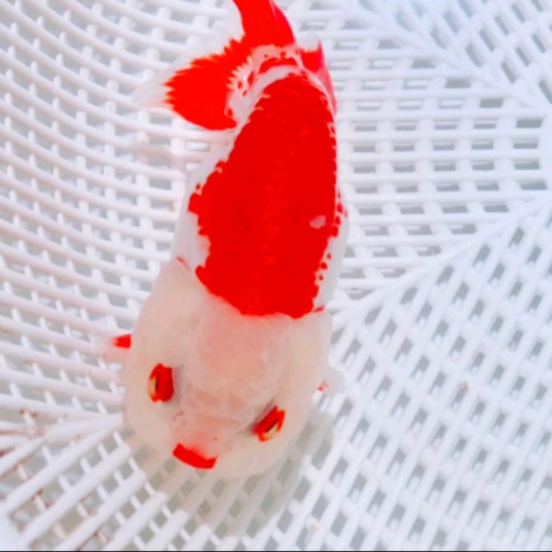 兰寿各种金鱼直播间下单链接 开箱包活 马印灯效果