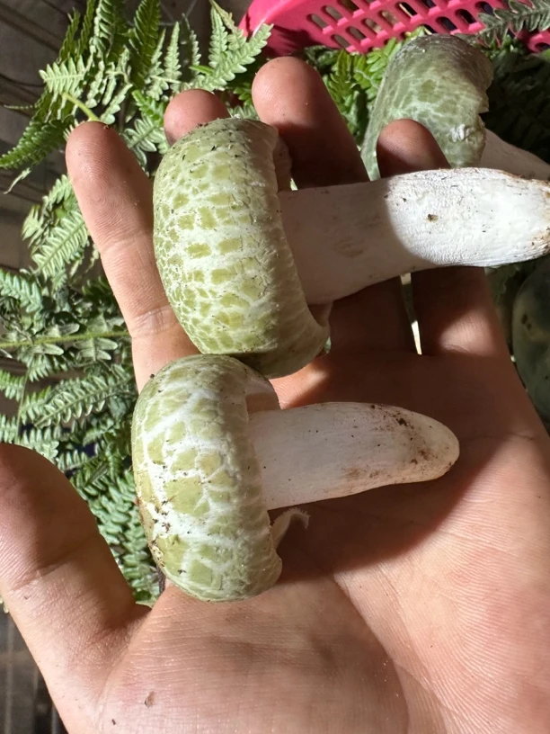 云南新鲜青头菌（刚下山）