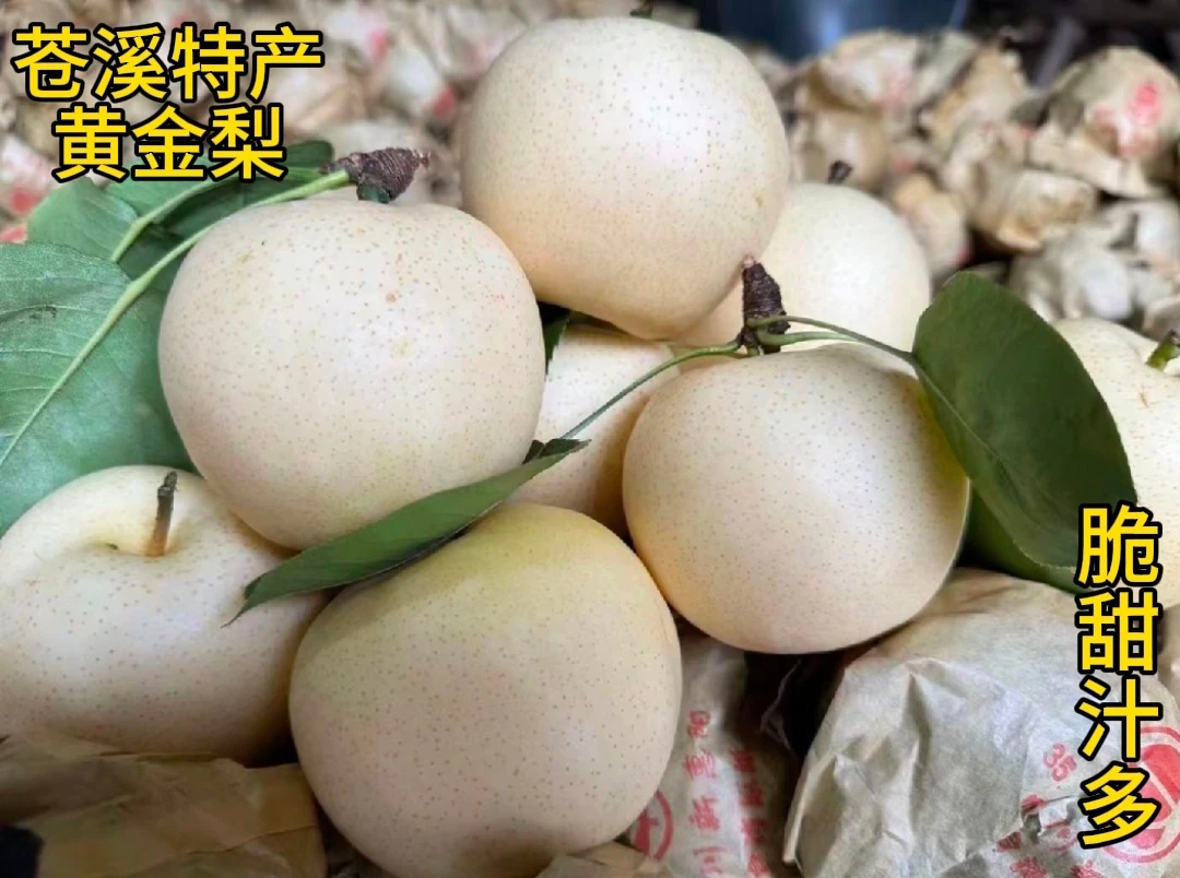 正宗苍溪黄金梨脆爽甘甜现摘现发脆爽甘甜