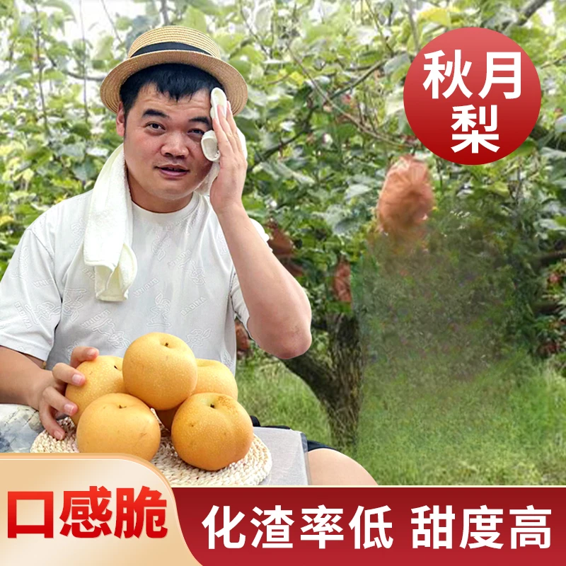 产地直发 新鲜 秋月梨  汁多饱满 脆甜爽口（净重4.8-5斤）
