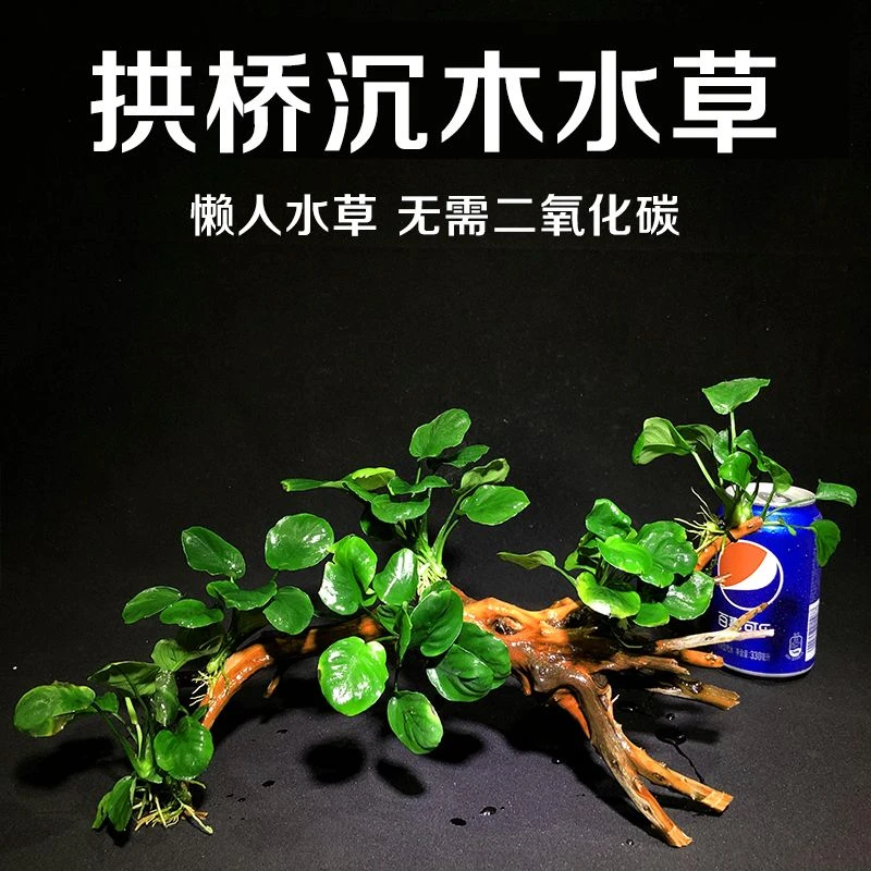 E155水榕沉木懒人水草杜鹃根拱桥鱼缸造景新手活体阴性草金钱榕丹