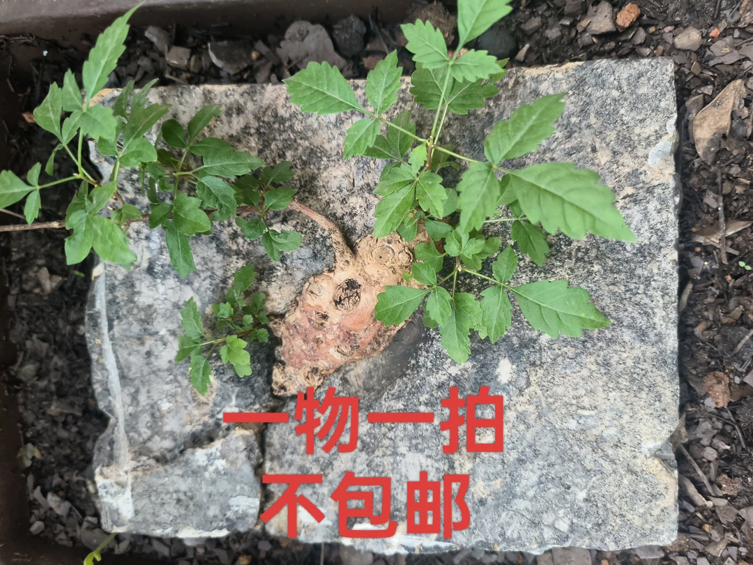 一物一拍，黄荆、黄栌根艺，不包后期养护，不包损，不包邮。