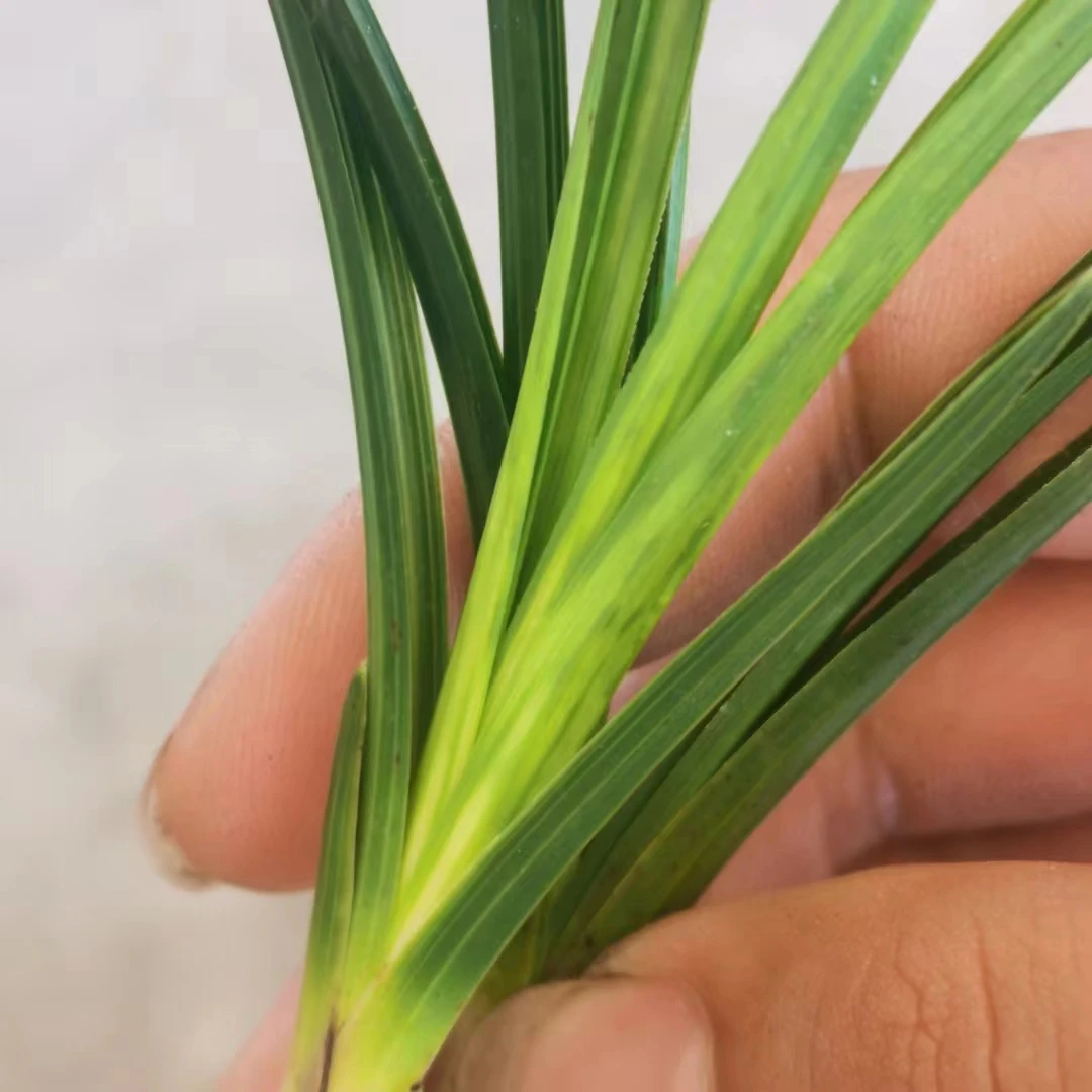 蕙兰高端精品花艺草（一物一拍，以直播间为准）