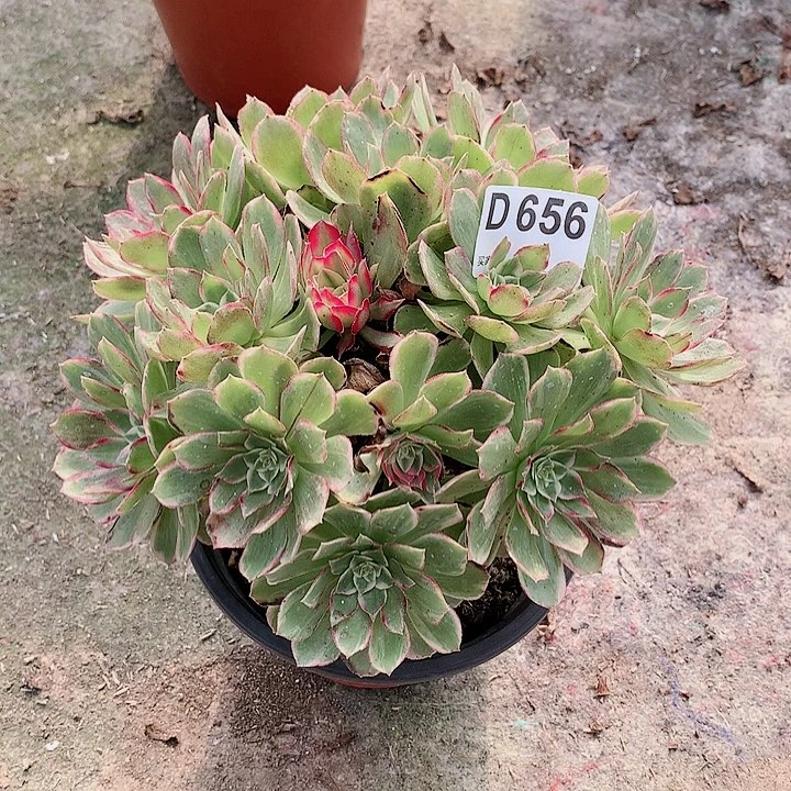 莲花座多肉一棵656