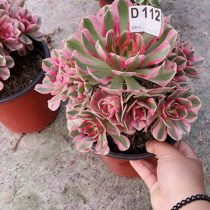 女巫多肉一棵112